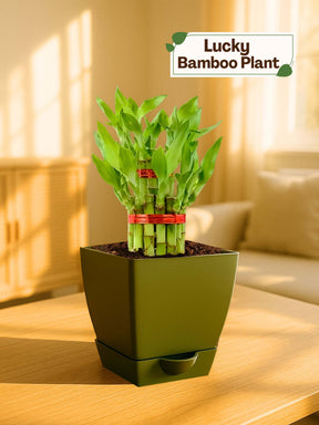 Lucky Bamboo Plant - 2 Layer with self-watering pot