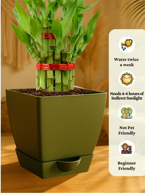 Lucky Bamboo Plant - 2 Layer with self-watering pot