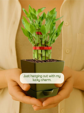 Lucky Bamboo Plant - 2 Layer with self-watering pot