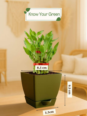 Lucky Bamboo Plant - 2 Layer with self-watering pot
