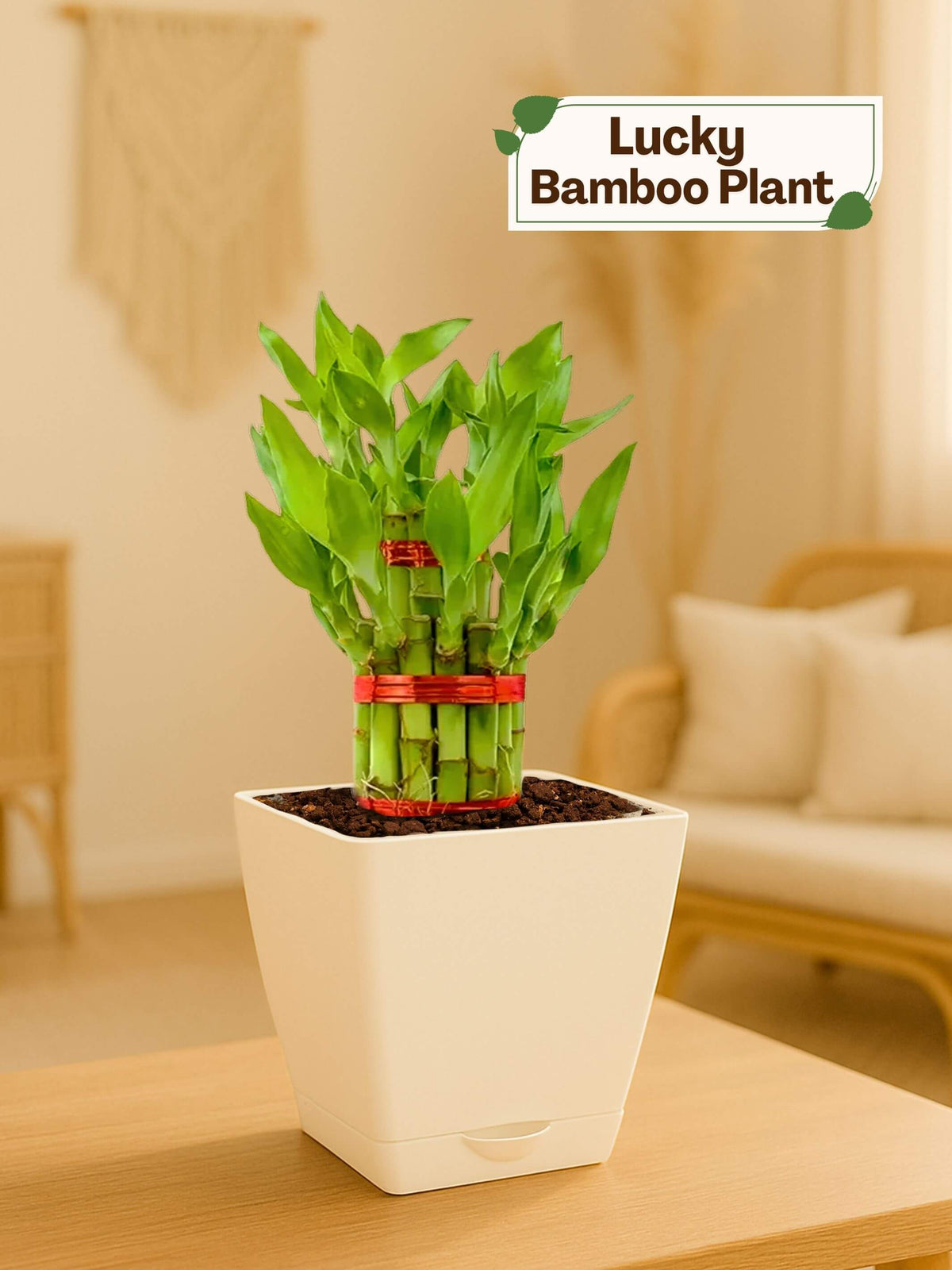 Lucky Bamboo Plant - 3 Layer with self-watering pot (white)