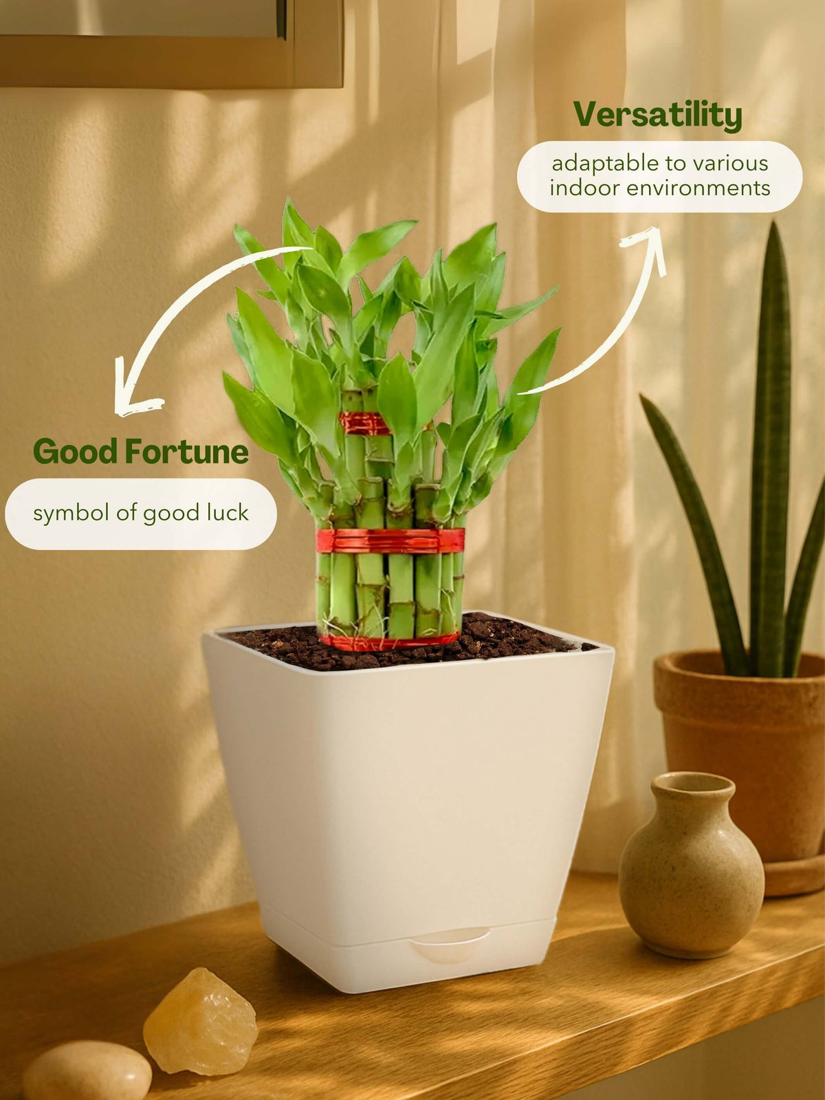 Lucky Bamboo Plant - 3 Layer with self-watering pot (white)