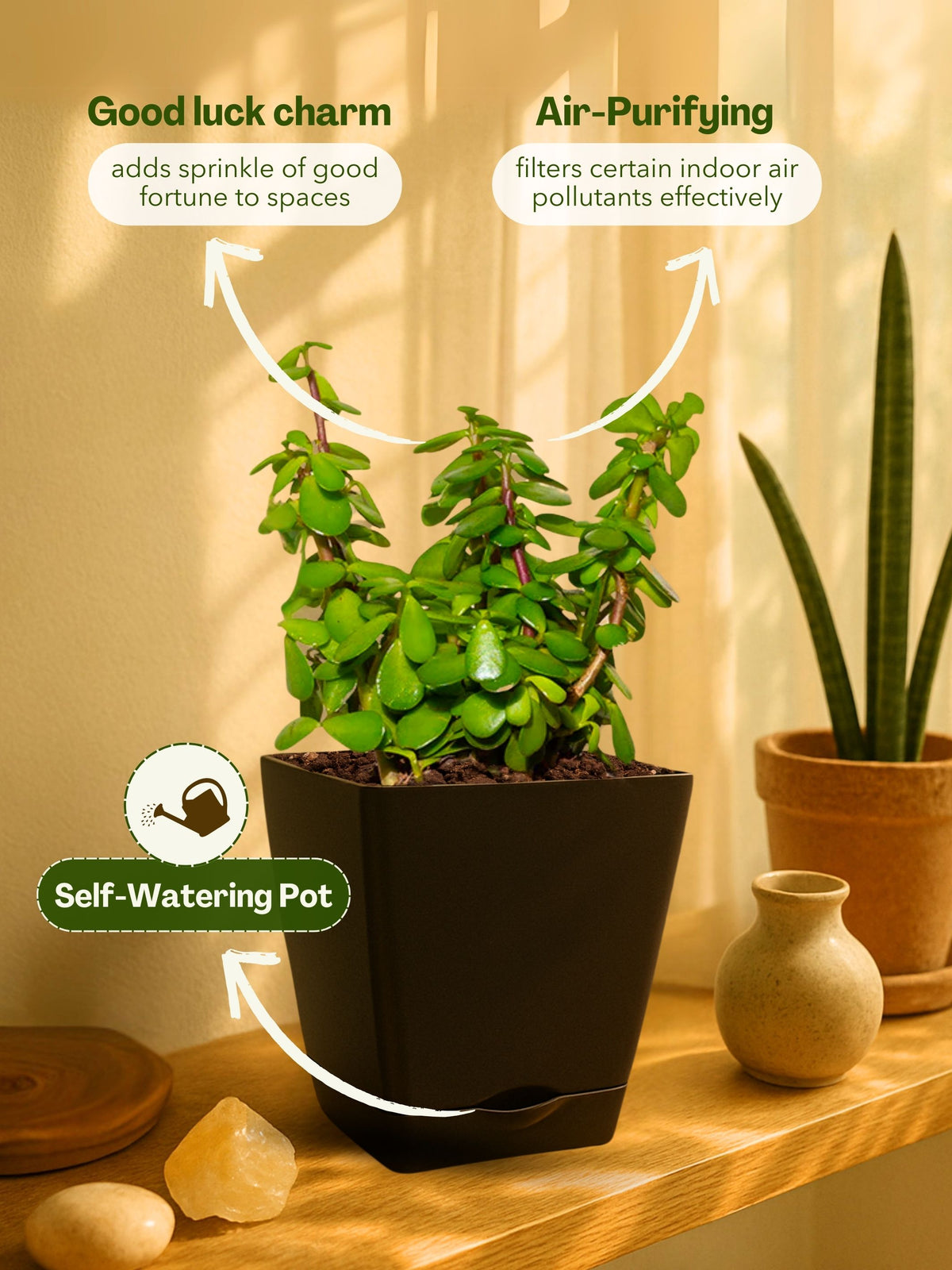 Jade Plant Mini with self-watering pot (brown)