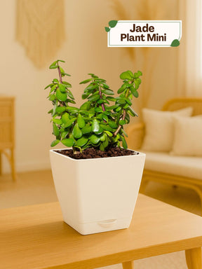 Jade Plant Mini with self-watering pot (white)