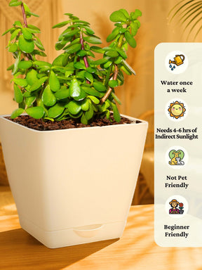 Jade Plant Mini with self-watering pot (white)