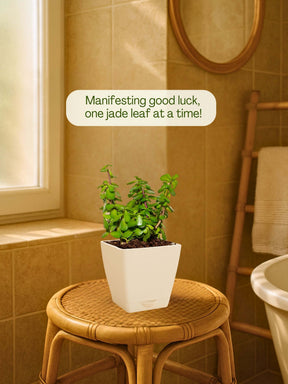 Jade Plant Mini with self-watering pot (white)