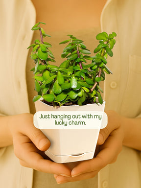 Jade Plant Mini with self-watering pot (white)
