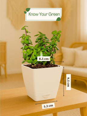 Jade Plant Mini with self-watering pot (white)