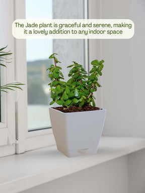 jade plant air purifier Shop Lucky Indoor Jade Plant with Self Watering Pot