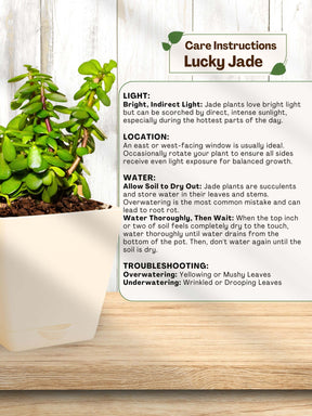 Jade Plant Mini with self-watering pot (white)