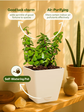 Jade Plant Mini with self-watering pot (white)