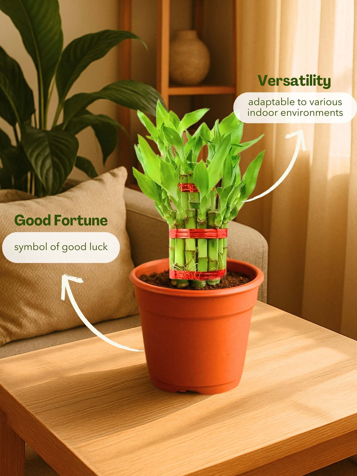 Lucky Bamboo Plant - 3 Layer
