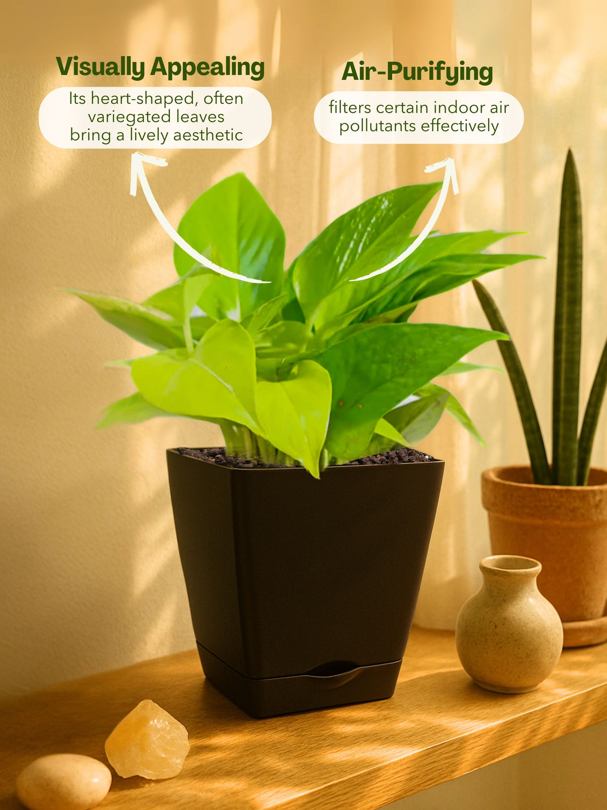 Money Plant with self-watering pot