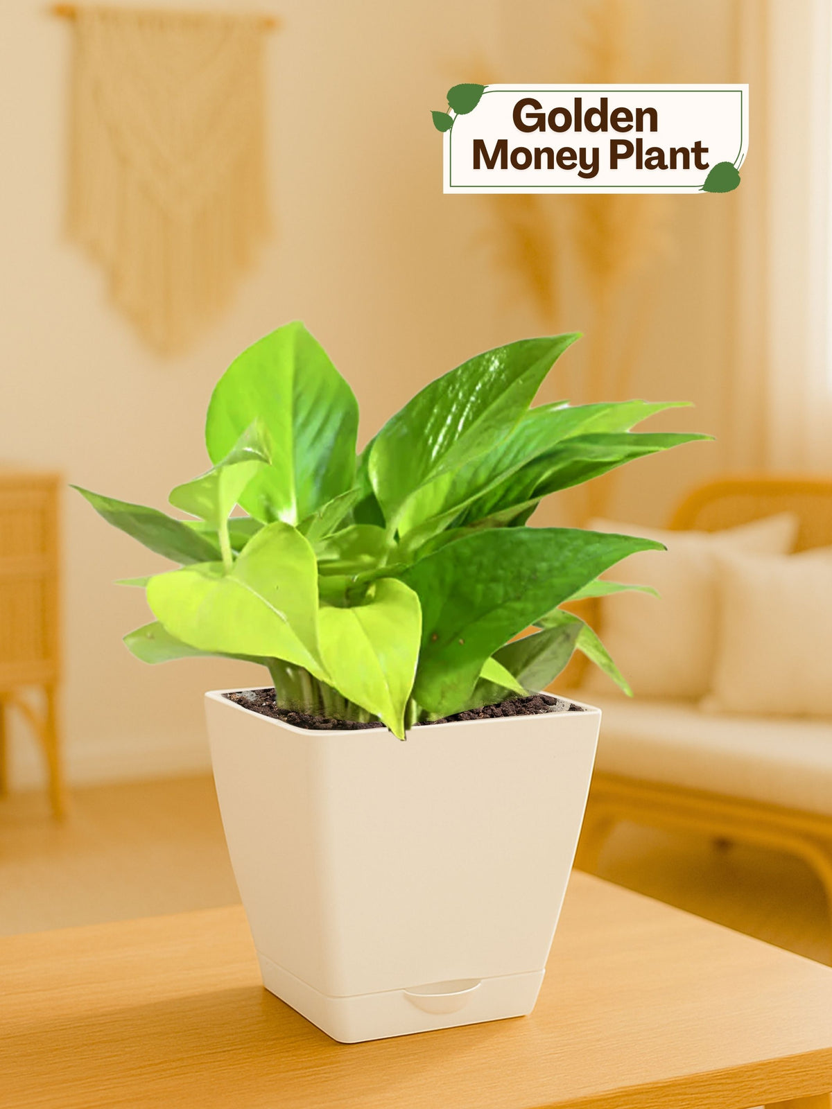Money Plant with self-watering pot (white)