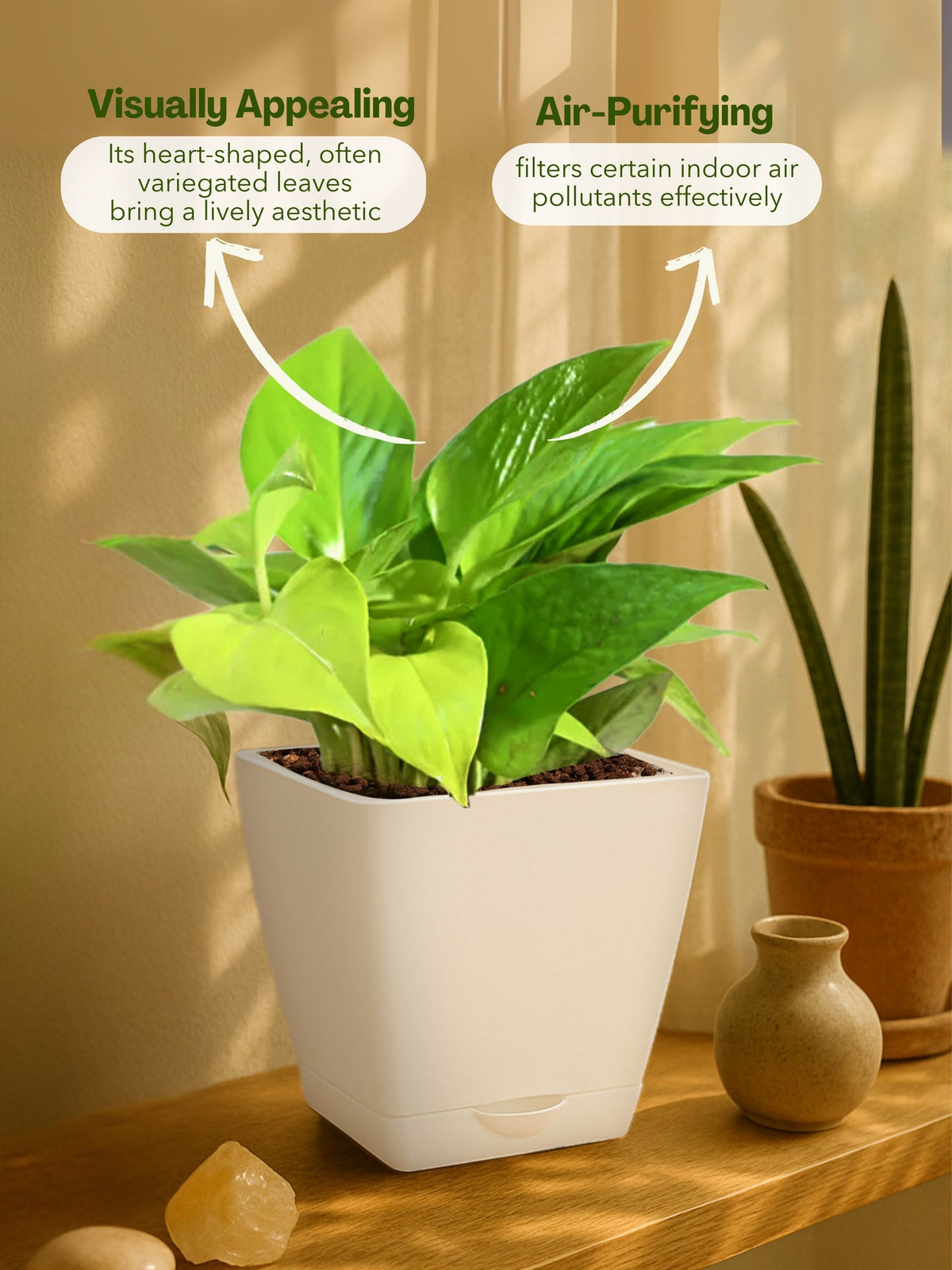 Money Plant with self-watering pot (white)