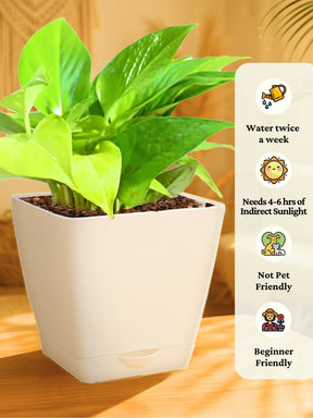 money plant need sunlight or not Money Plant with self-watering pot