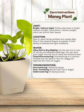 do money plants need direct sunlight Money Plant with self-watering pot