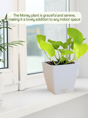 indoor money plant pot Money Plant with self-watering pot