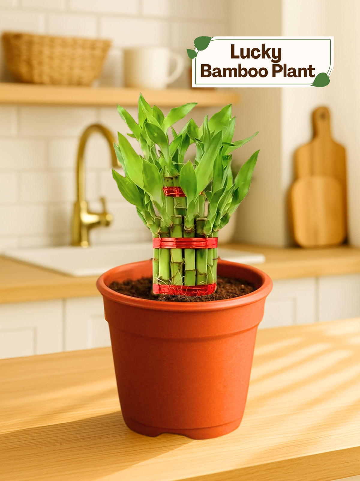 Lucky Bamboo Plant - 3 Layer