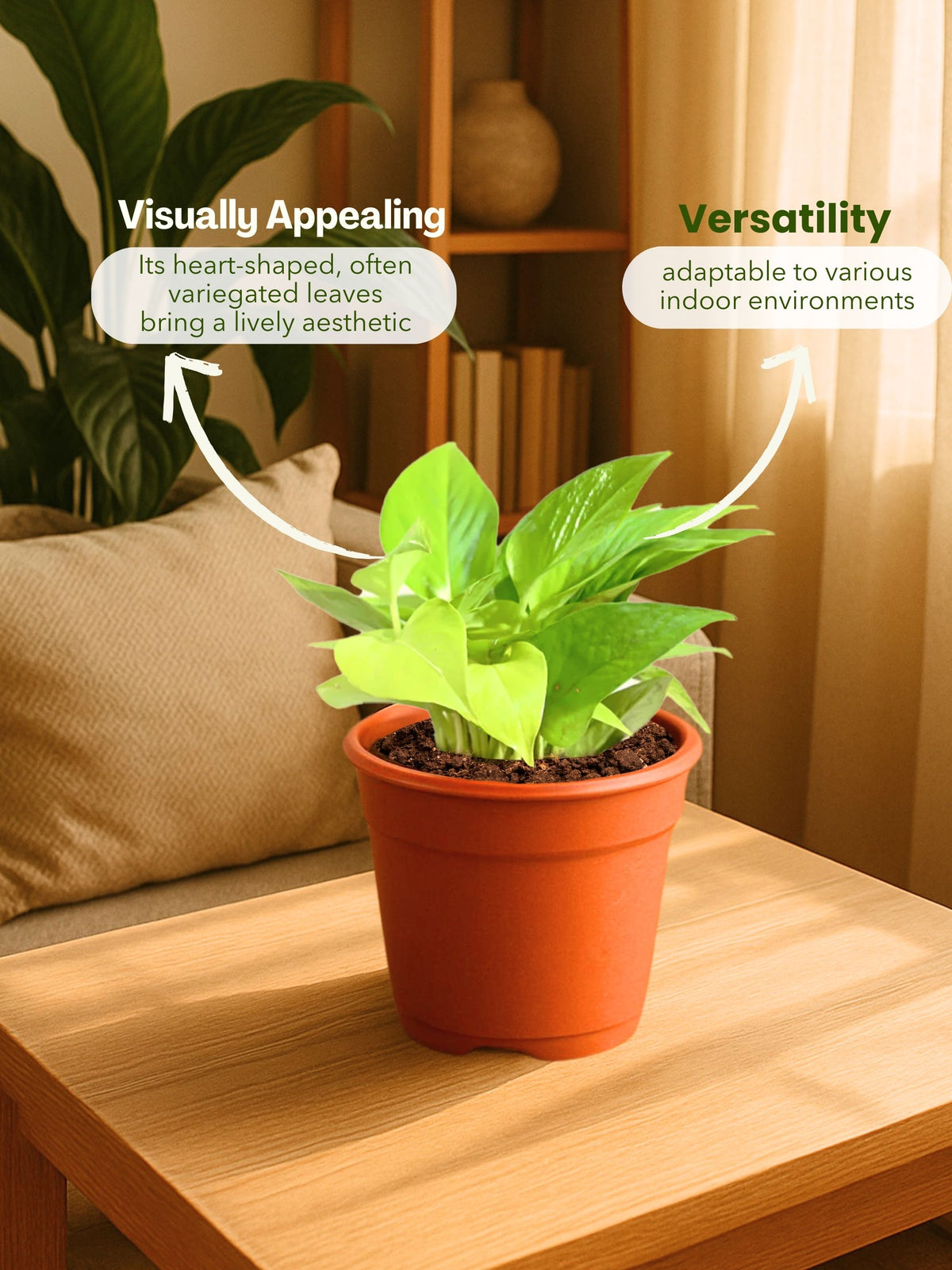 Money Plant Golden