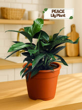 Indoor plants