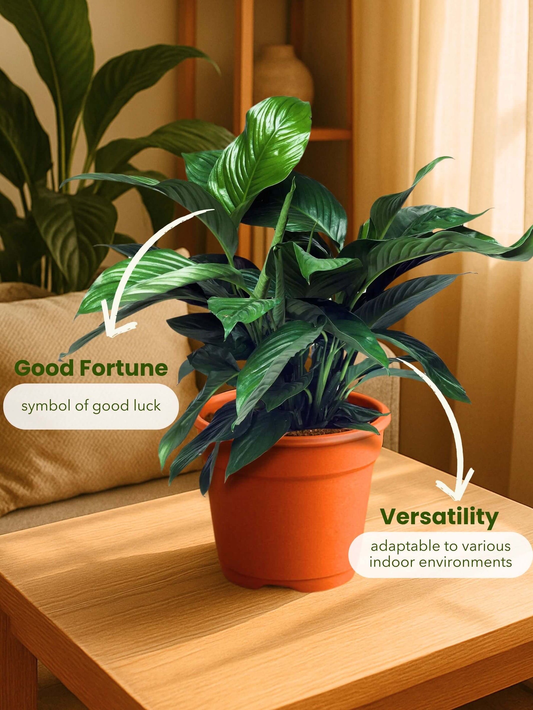 Indoor plants for home