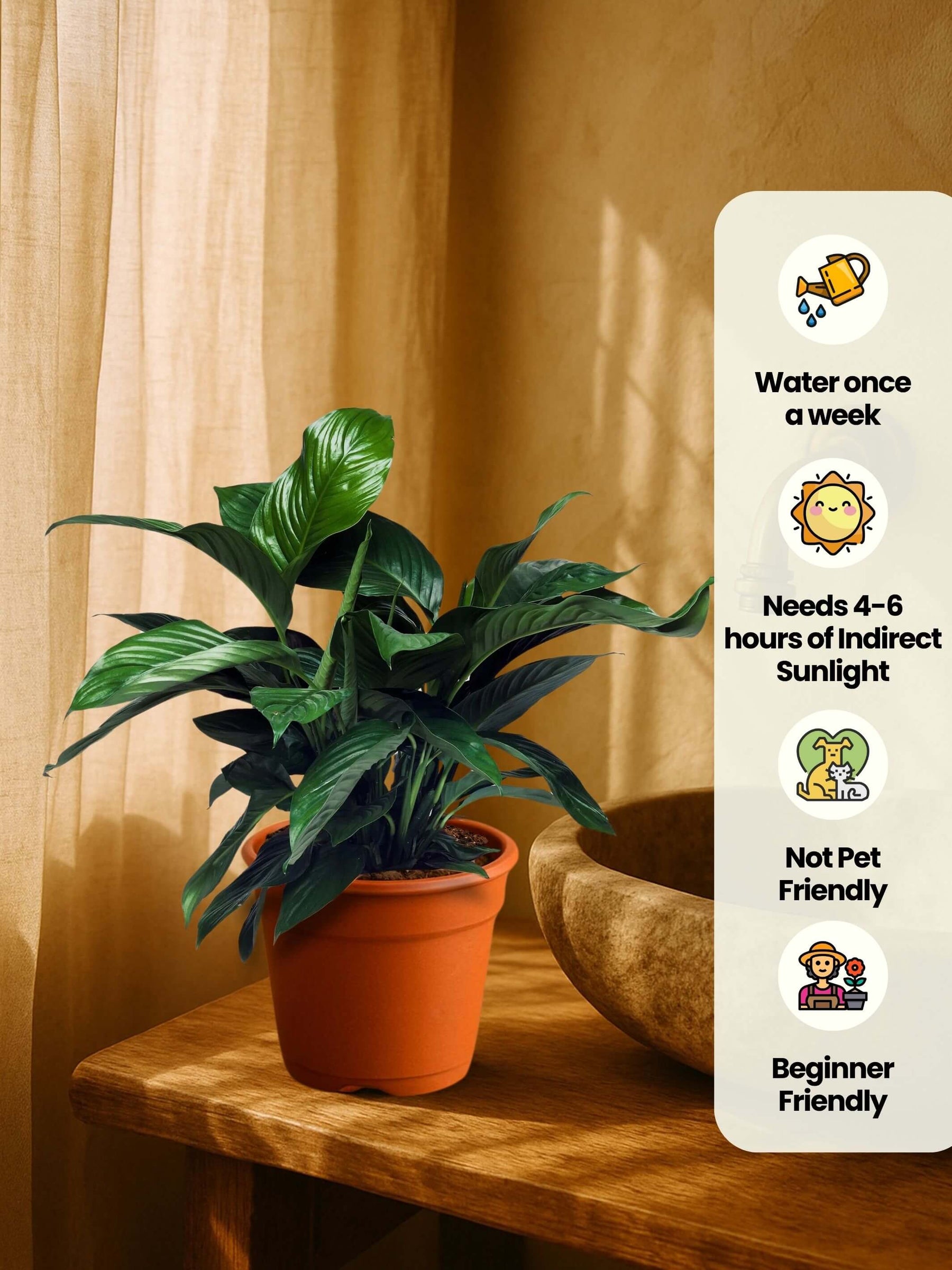 Indoor plants