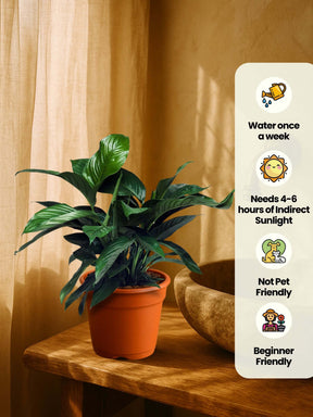 Indoor plants