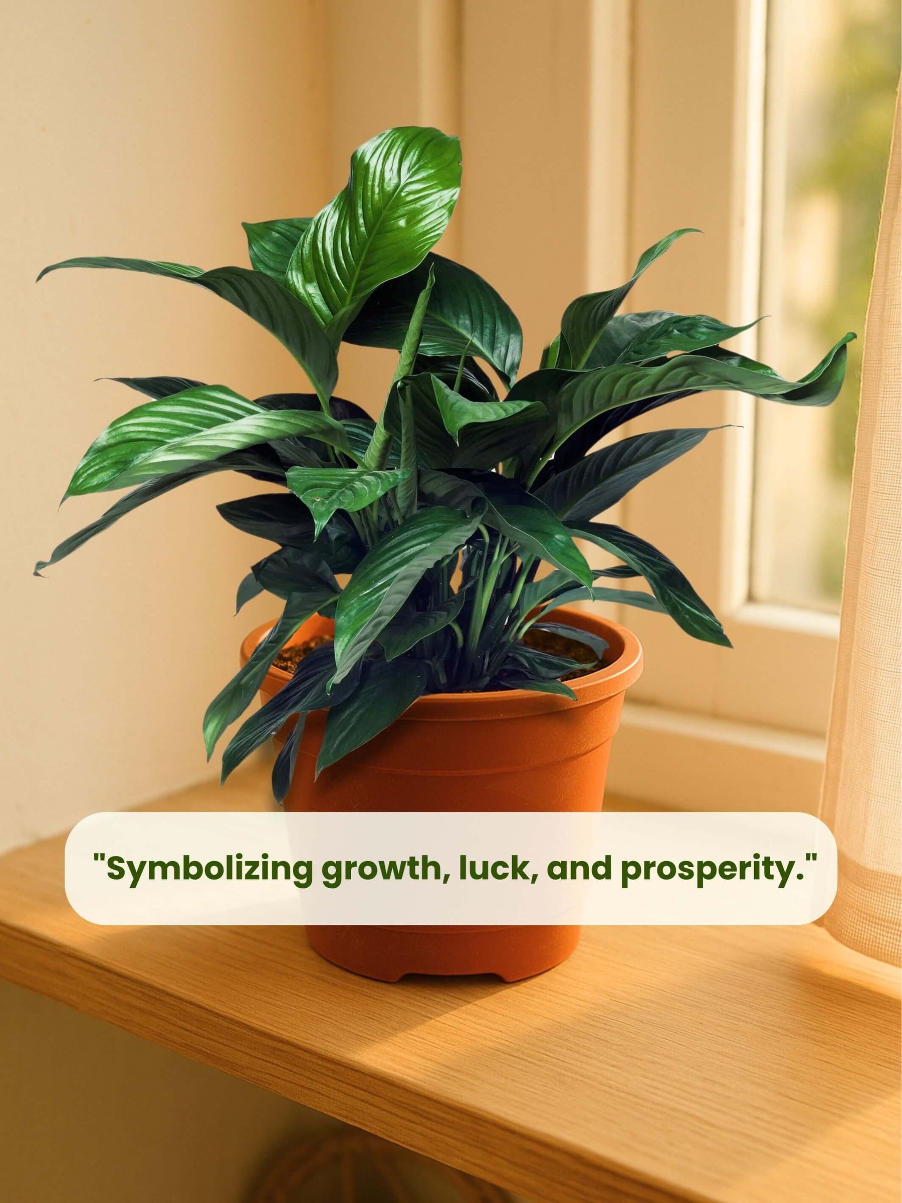 Indoor plants