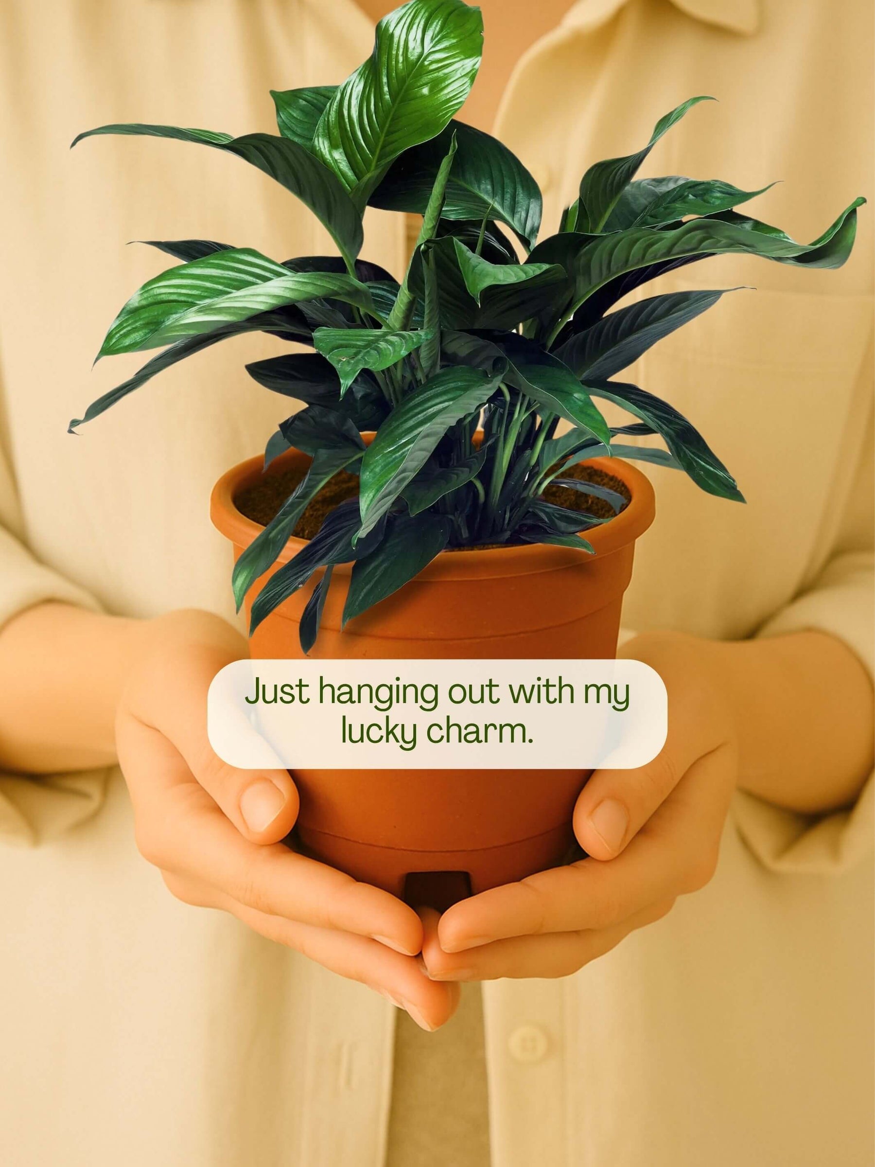 Indoor plants for home