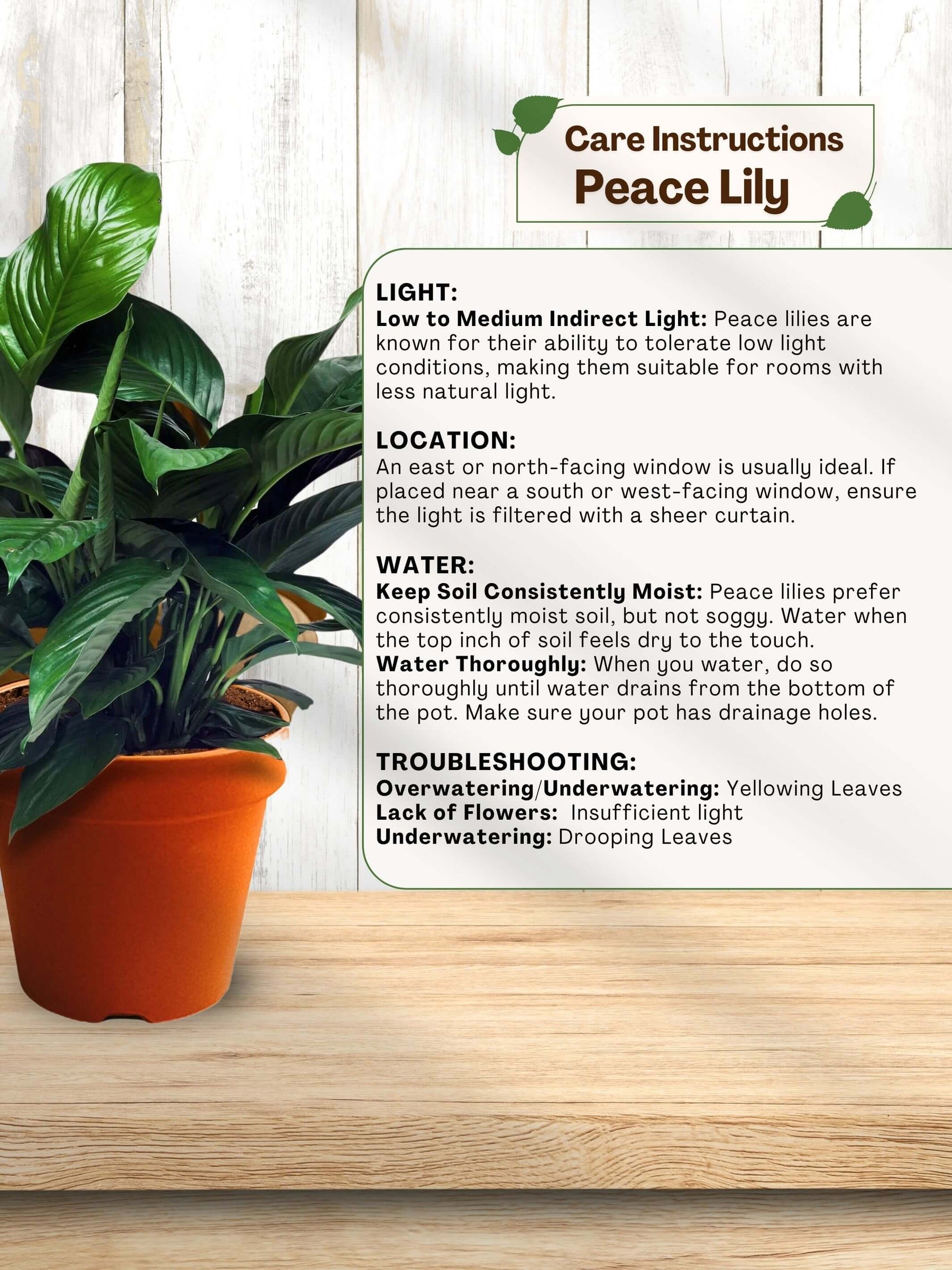 Indoor plants for home