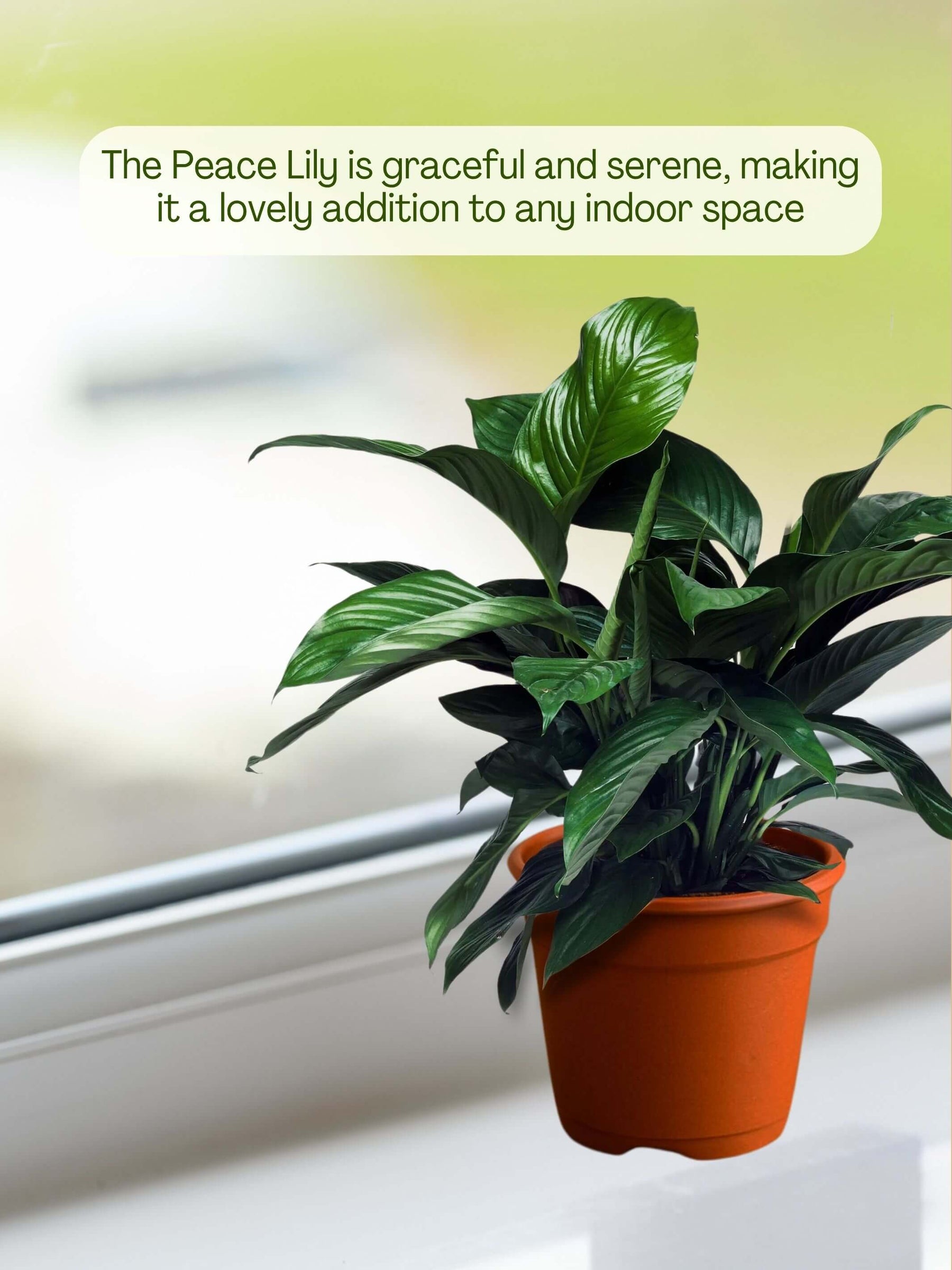 Indoor plants