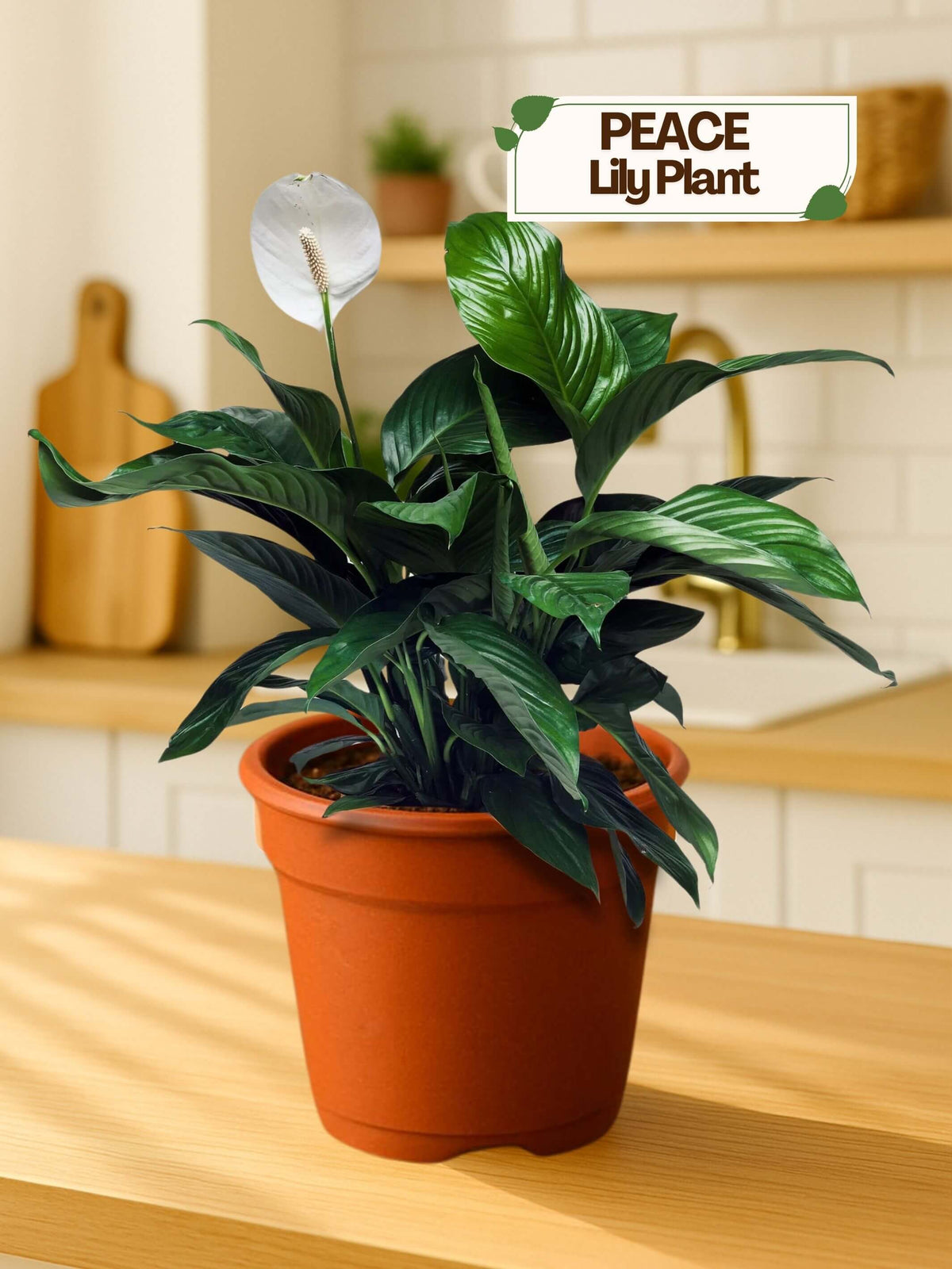 Peace Lily Plant
