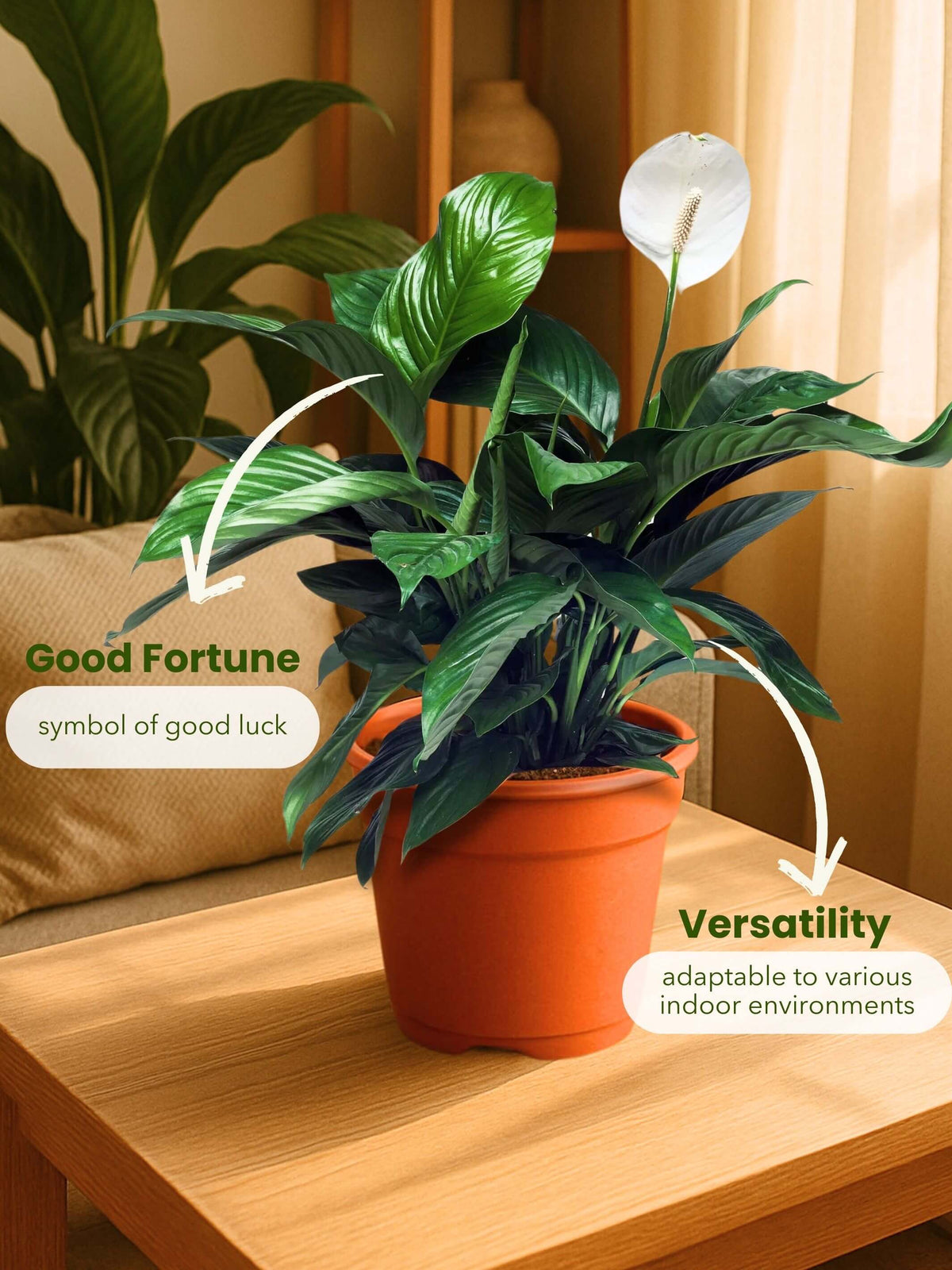 Peace Lily Plant