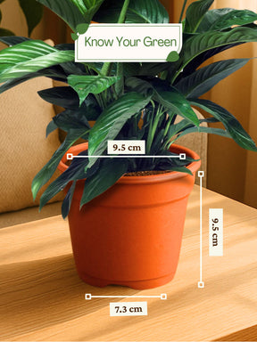Peace Lily Plant