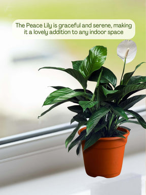 Peace Lily Plant