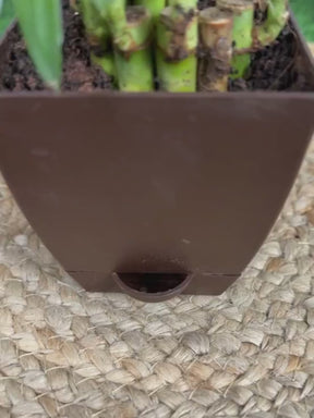 Lucky Bamboo Plant - 2 Layer with self-watering pot