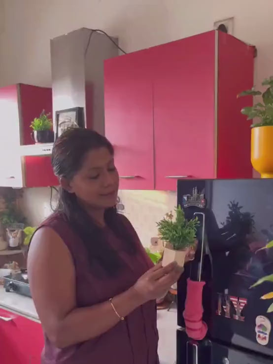 Magnetic Fridge Wooden Planter with Plants-  4 pieces