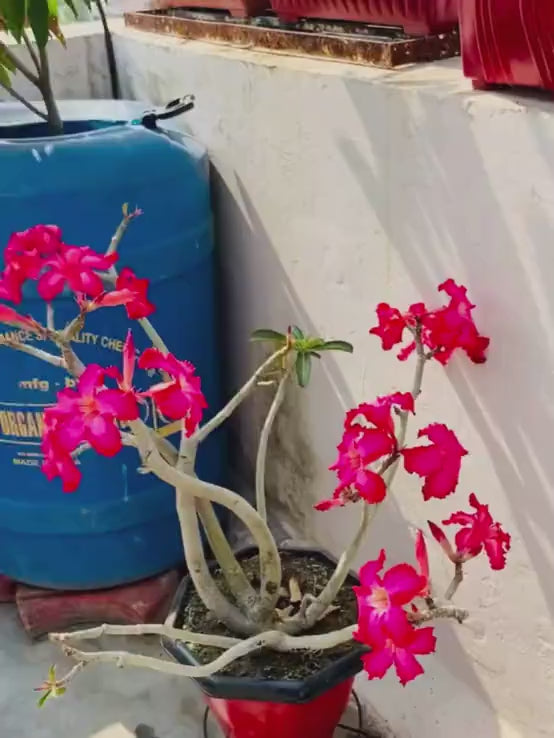 Organic DAP PROM Fertilizer for Roses & Flowers - 900 Grams