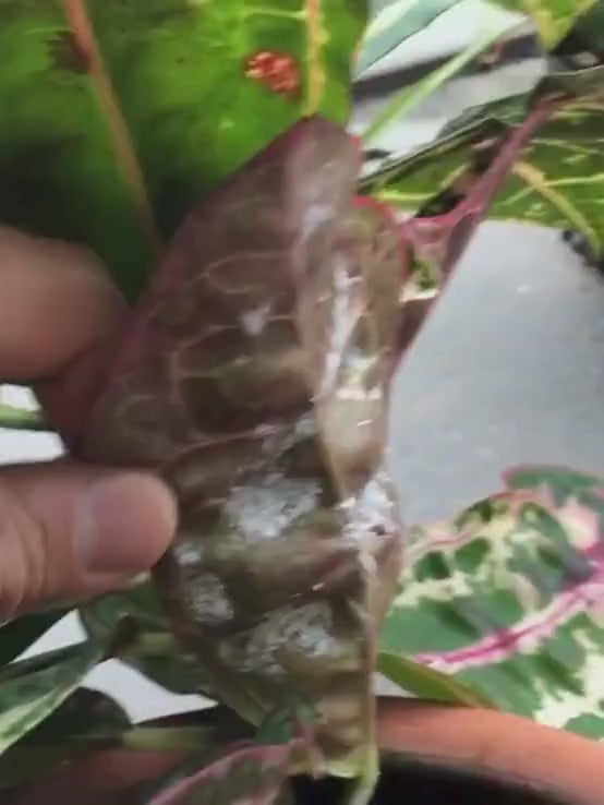 Neem Oil For Plant, 100% Herbal Pesticide - 250 ML