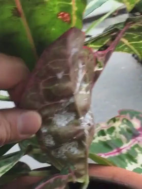 Neem Oil For Plant, 100% Herbal Pesticide - 250 ML