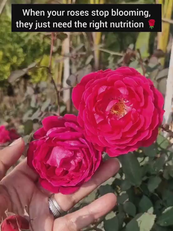 Liquid Organic Fertilizer for Roses & Orchids