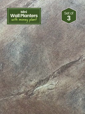 Mini Wall Wooden Planter with Money Plant - 3 pieces