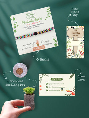 Seeds Rakhi Set- Soapnut Feathers