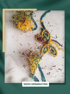 Seeds Rakhi Set - Evil Eye