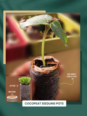 Plantable Rakhi Set- Blooming Flower