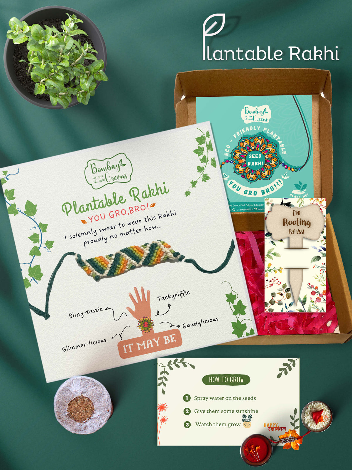 Seeds Rakhi Set- Zig Zag