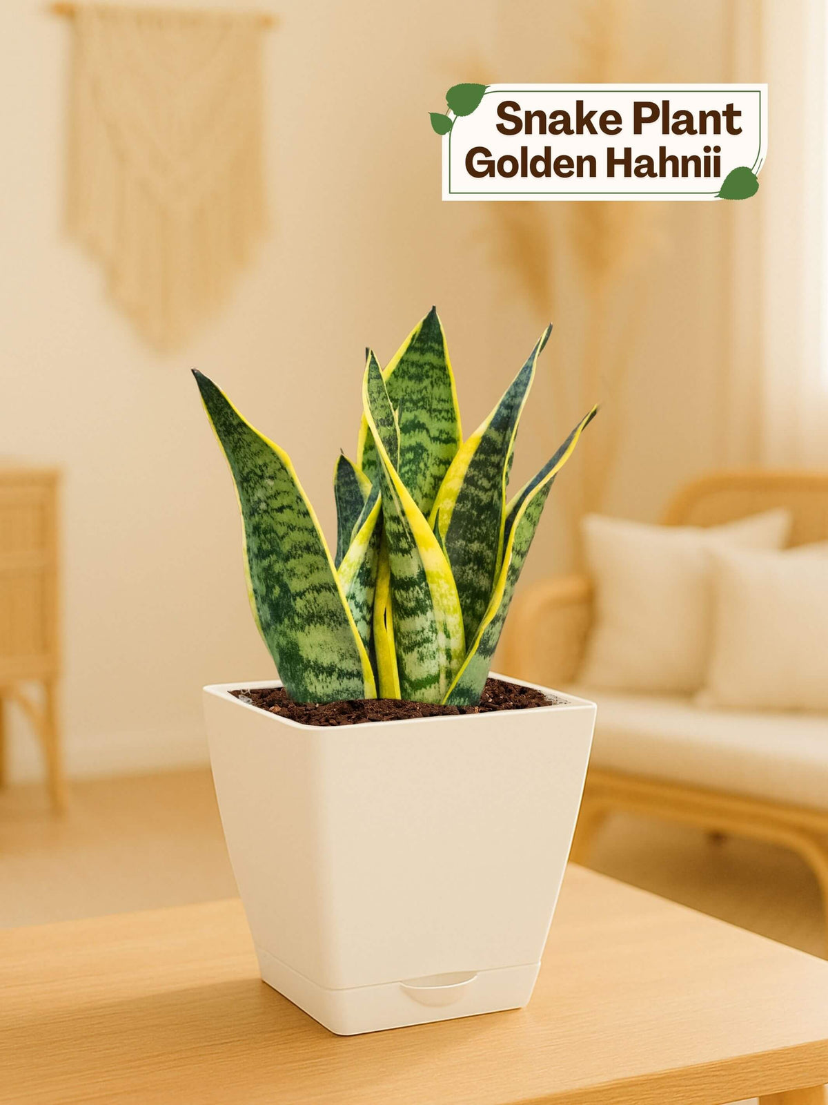 Snake Plant with self-watering pot (white)