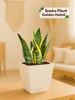 Snake Plant with self-watering pot (white)