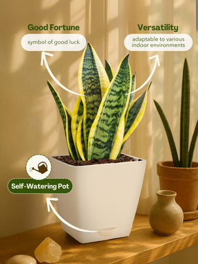 Snake Plant with self-watering pot (white)